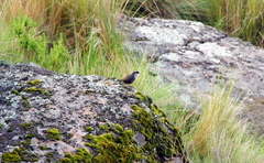 Scytalopus superciliaris