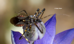 Trachylestes turneri