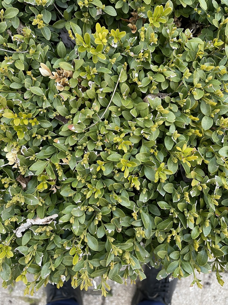 Boxwood Mite