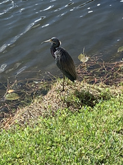 Egretta tricolor image