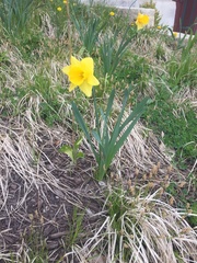 Narcissus