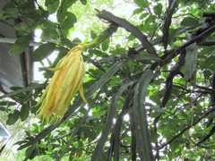 Selenicereus spinulosus