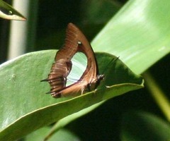 Polyura hebe
