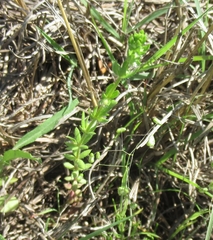 Galium virgatum