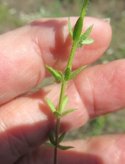 Galium virgatum