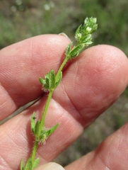 Galium virgatum