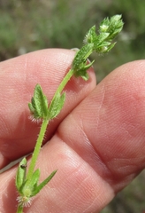Galium virgatum