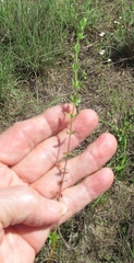 Galium virgatum