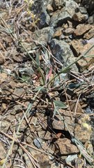 Streptanthus morrisonii