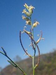 Streptanthus morrisonii
