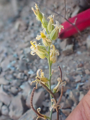 Streptanthus morrisonii