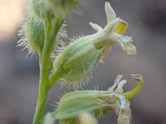 Streptanthus morrisonii