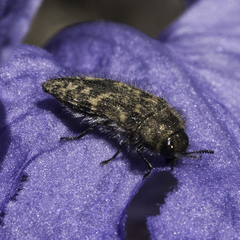 Acmaeodera labyrinthica