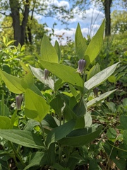 Clematis fremontii