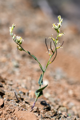 Streptanthus morrisonii
