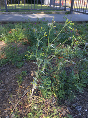 Golovinomyces fischeri