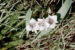 Calochortus elegans