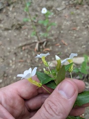 Gratiola floridana