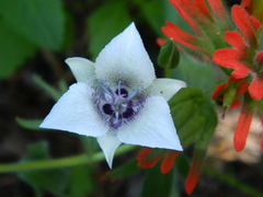 Calochortus elegans