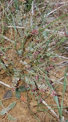 Euphorbia dallachyana