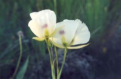 Calochortus eurycarpus