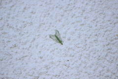 Chrysoperla pudica-group