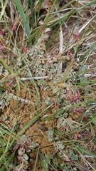 Euphorbia dallachyana