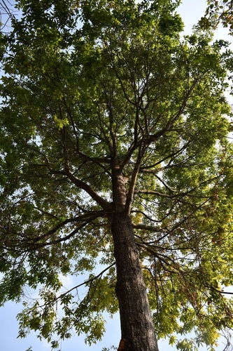 Quercus acatenangensis
