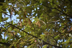Quercus × dysophylla