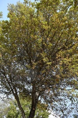 Quercus × dysophylla