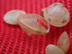 Sphaerium occidentale