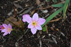 Zephyranthes brevipes
