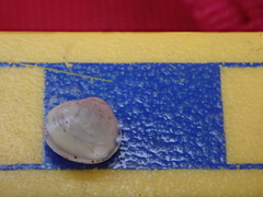 Sphaerium occidentale