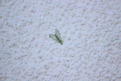 Chrysoperla pudica-group