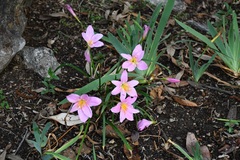 Zephyranthes brevipes