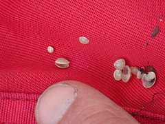 Sphaerium occidentale