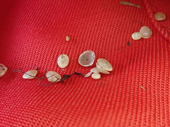 Sphaerium occidentale