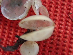 Sphaerium occidentale