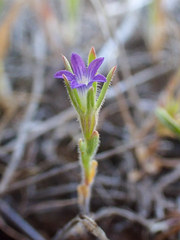 Githopsis specularioides