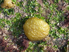 Colpomenia tuberculata
