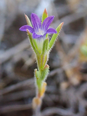 Githopsis specularioides