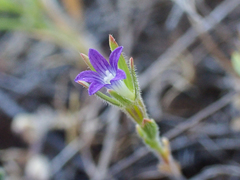 Githopsis specularioides