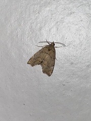 Cutina aluticolor