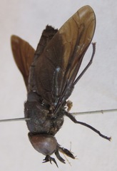 Tabanus erebus