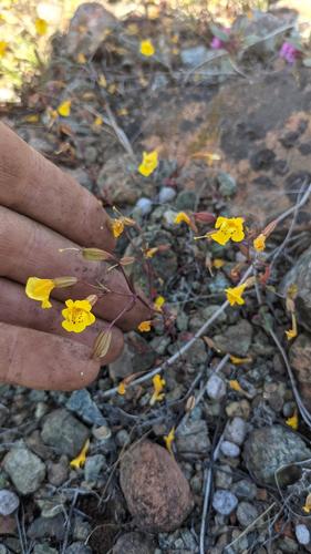 Bare monkeyflower (Erythranthe nudata)