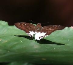 Tagiades ultra