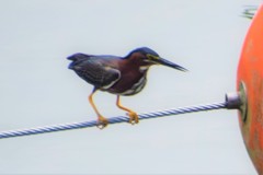 Butorides virescens image