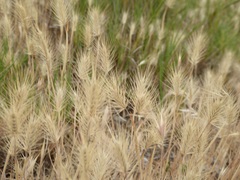 Hordeum murinum