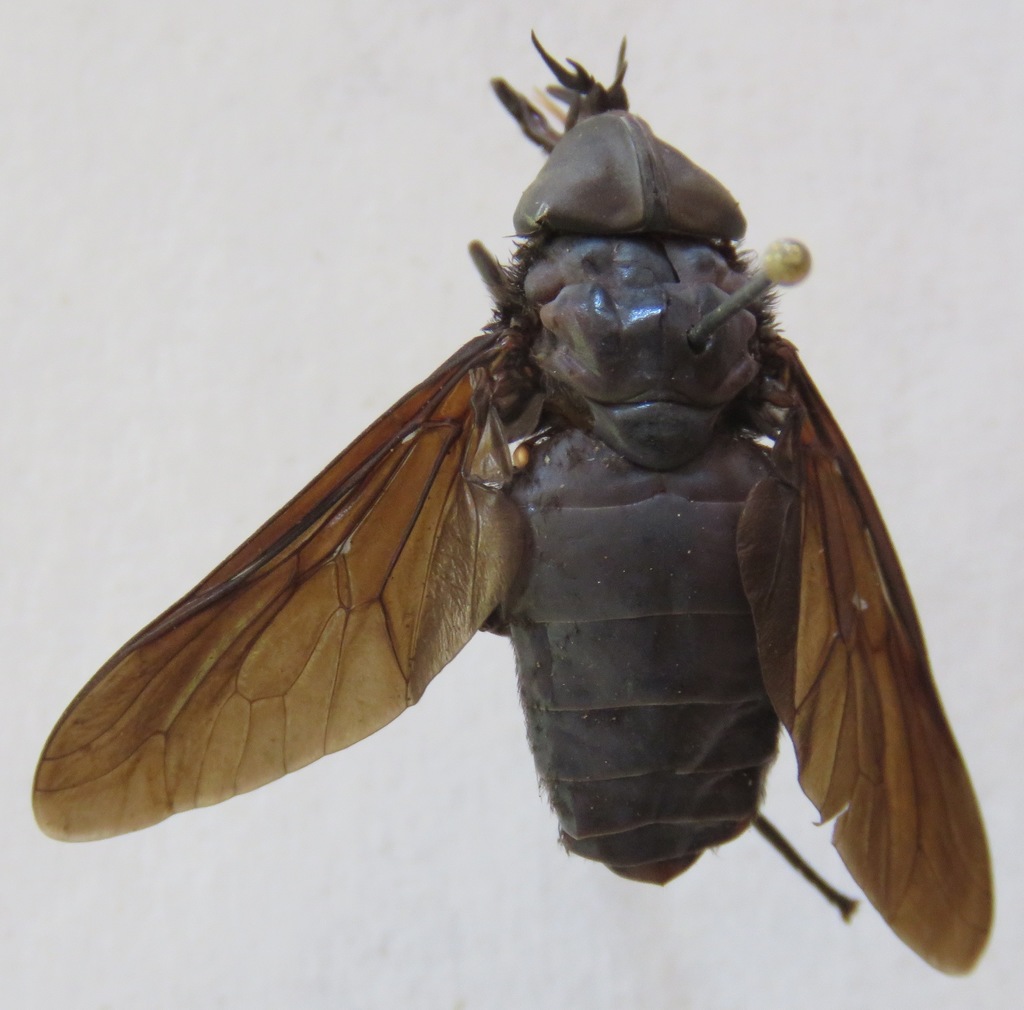 Tabanus erebus