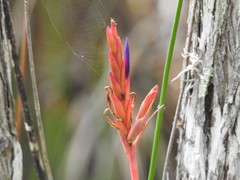 Tillandsia balbisiana
